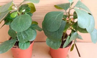 小盼菩提盆栽怎么养（小盼菩提能用大盆养吗）