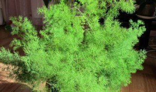 盆栽植物天门冬怎么养（天门冬如何盆栽）