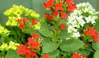 伽蓝菜怎么养（伽蓝菜怎么养比较好）