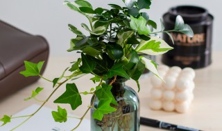 水培植物怎么养长得快 水培植物怎么养长得快又好养