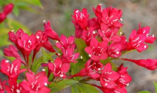 锦带花怎么养 锦带花怎么养护和管理