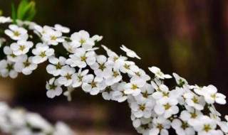 喷雪花怎么养 喷雪花的养殖方法