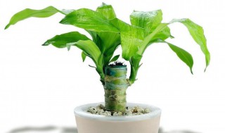 幸运木怎么养（幸运木怎么养才会长叶）