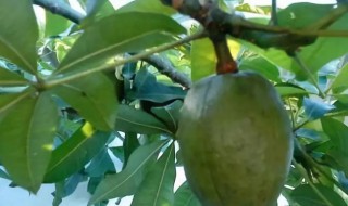 瓜栗怎么养（瓜栗好养吗）