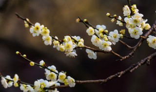 腊梅是什么季节开花（腊梅是什么季节开花的花）