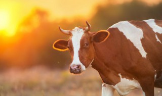 九牛一毛的成语解释 九牛一毛的意思