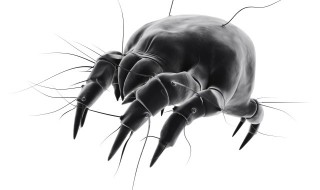 除螨虫最好的办法最有效的方法（除螨虫最好的办法最有效的方法 高温 碘伏 酒精）