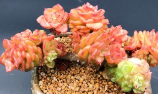 蜡牡丹多肉怎么养能红 蜡牡丹多肉养殖技巧