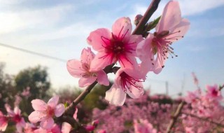 桃花秋天怎么养 桃花秋天怎么养护好