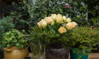 火星花怎么养（火星花怎么养才能开花）