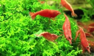 鱼缸里的樱花虾吃什么 樱花虾可以喂什么