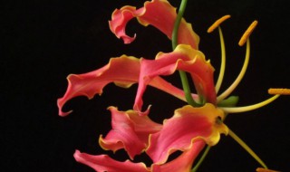 花卉植物鸡爪兰怎么养 鸡爪兰怎么养殖怎么会开花