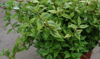 络石该怎么养 络石怎么养容易开花