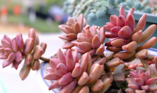 冬天怎么养姬胧月 姬胧月冬天养殖方法