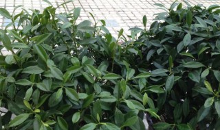 喷喷香植物怎么养（香喷喷花养殖方法）