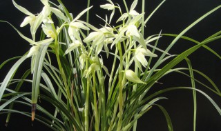 兰花大雪素怎么养（大雪素兰花的种植方法）