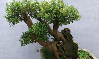 小叶赤楠盆景怎么养-养护方法（小叶赤楠盆栽怎么养护）