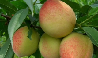 水蜜桃怎么养（水蜜桃怎么养护）