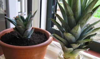 家养菠萝叶怎么养（家养菠萝叶怎么养活）