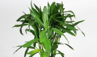 水养富贵竹加白醋行吗（水养富贵竹加白醋行吗）