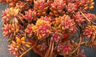 姬胧月扦插 姬胧月扦插容易生根吗