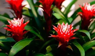 发芽了的鸿运当头怎么养（鸿运当头新芽怎么养）