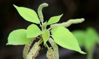 狗棒槌是什么植物 狗棒槌是什么植物图片