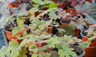 矾根如何养 盆栽矾根的养殖方法