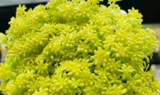 多肉黄金草怎么养（多肉黄金草怎么养护）