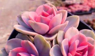 彩心莲多肉怎么养（彩心莲多肉怎么养才能开花）