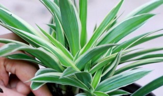 新买的吊兰怎么养（新买的吊兰怎么养护）