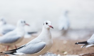 银耳鸽子汤做法（银耳鸽子汤做法大全）