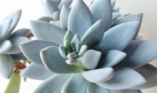 怎么养朝之霜多肉 霜之朝多肉能长多大