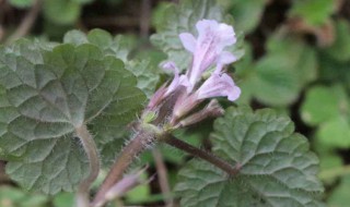 活血丹怎么养 活血丹的养殖方法和注意事项