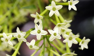 怎么养夜来香能多开花（怎样养夜来香花）