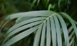 散尾葵秋天怎么养（散尾葵入秋怎么养）