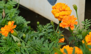 盆栽万寿菊怎么养（盆栽万寿菊怎么养护）