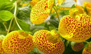 荷包花怎么养 荷包花怎么养开几季