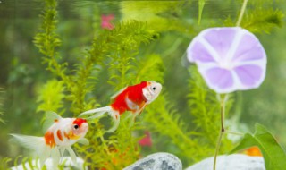 如何保持大鱼缸长时间不用换水（如何保持大鱼缸长时间不用换水呢）