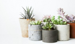 紫帝玉的养殖方法 紫帝玉的养殖方法和技巧