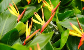 吉祥鸟花怎么养 吉祥鸟花怎么养才能开花