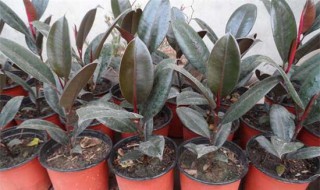 橡皮树怎么养长得旺盛 橡皮树长势不旺怎么办