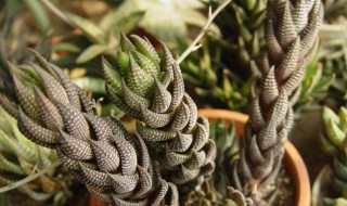 多肉植物鹰爪十二卷怎么养 多肉十二卷的养殖方法和注意事项