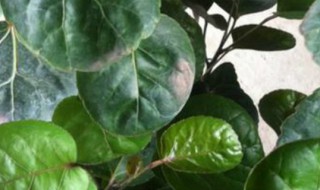 金钱兜怎么养叶子长得壮 金钱兜盆栽怎么养