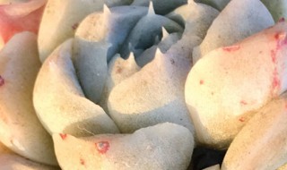 多肉海琳娜怎么养 多肉海琳娜的养殖方法