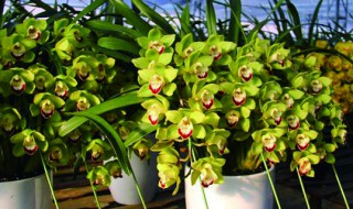 惠兰花怎么养才开花（惠兰花怎么养才开花快）