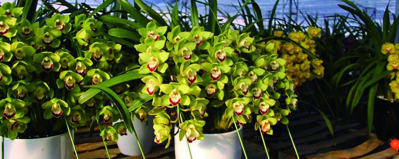 吹雪之松锦夏天怎么养（吹雪之松锦夏天怎么养护）