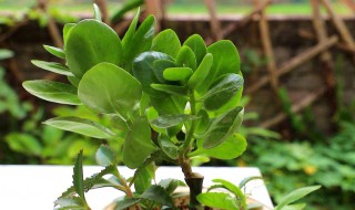 树冰的养殖方法和注意事项 树冰的养殖方法和注意事项视频