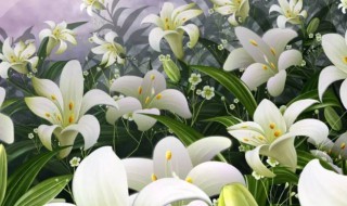 百合小苗怎么养 百合小苗怎么养出来的