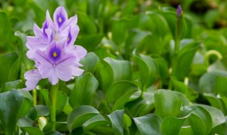 水葫芦的养殖方法 水葫芦的养殖方法视频